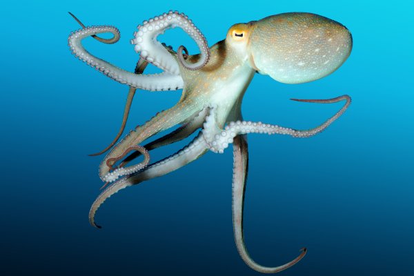 Kraken 22at