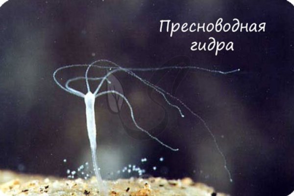 Kraken ссылка тг